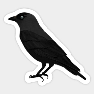 Jackdaw Bird Watching Birding Ornithologist Gift Sticker